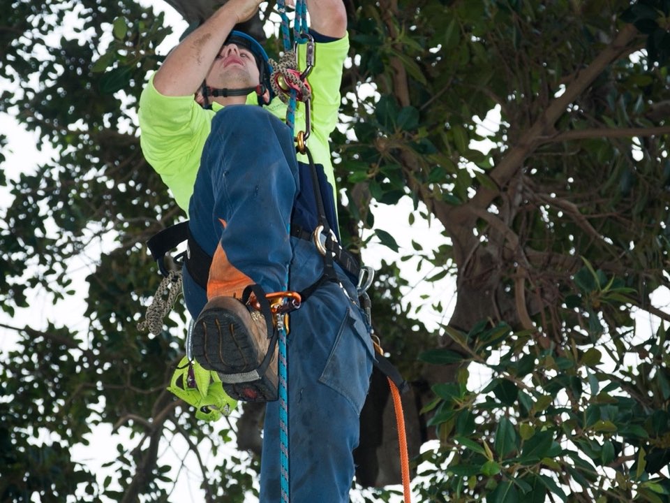 Qualified arborist working in a mature tree during an Enviro Trees UK survey in East Renfrewshire