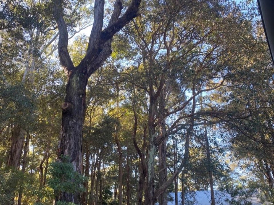 Mature trees in East Renfrewshire parkland with a property visible in the background